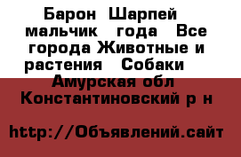 Барон (Шарпей), мальчик 3 года - Все города Животные и растения » Собаки   . Амурская обл.,Константиновский р-н